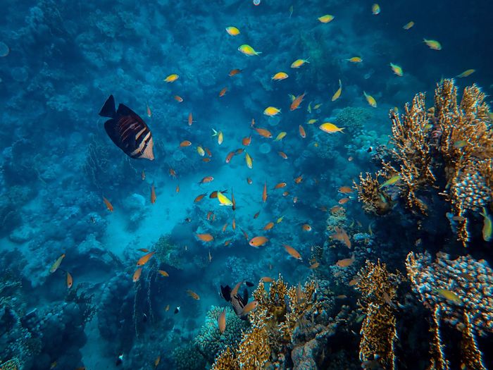 Explore the vivid underwater world of a coral reef teeming with colorful fish and marine biodiversity.