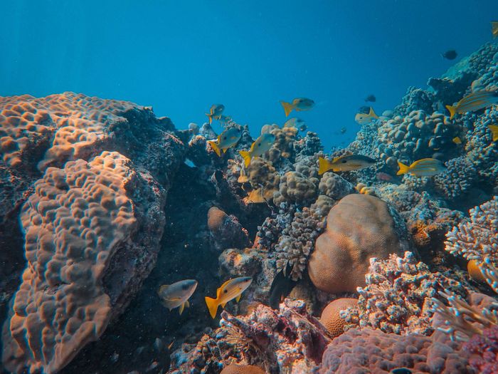 Explore a lively reef with swimming blackspot snapper and diverse coral life underwater.