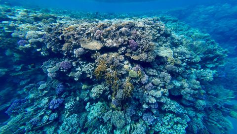 Elba Reef East (North-Plateau) Egito