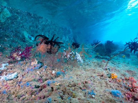Sea Garden Indonesia