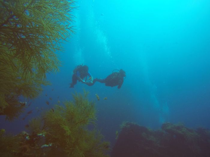 Two scuba divers exploring underwater scenery with marine life and coral.