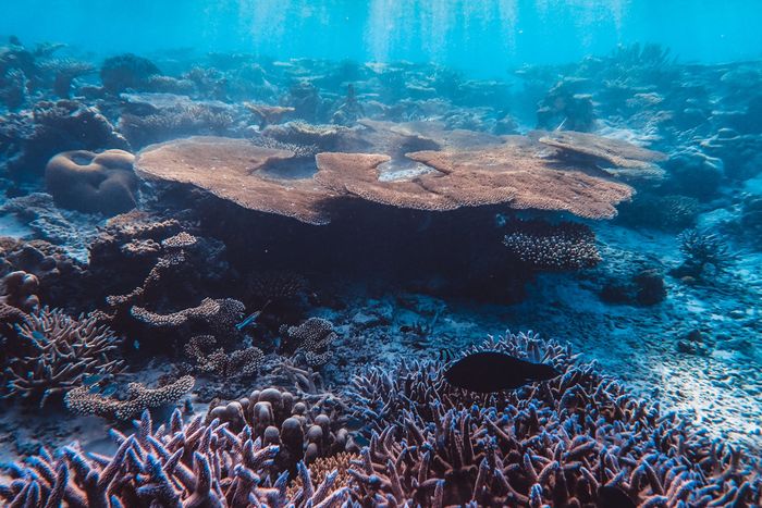 Stunning underwater view of vibrant coral reef ecosystem.