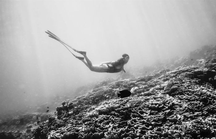 A captivating black and white shot of a diver exploring Bali's coral reefs. Perfect for oceanic themes.