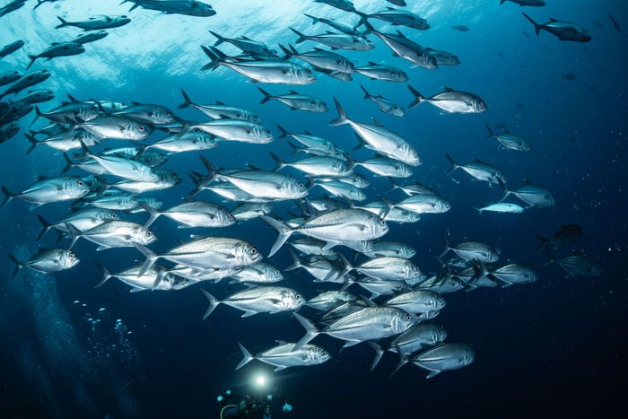 A mesmerizing underwater view of jack fish swimming in West Papua, Indonesia