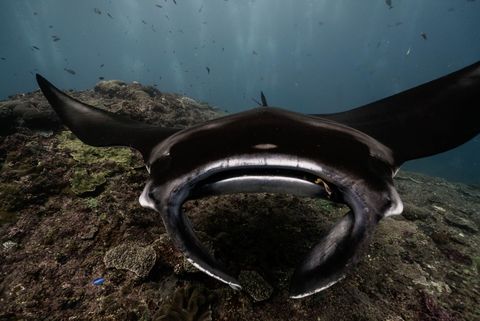 Manta Dive Gili Trawangan Indonesia