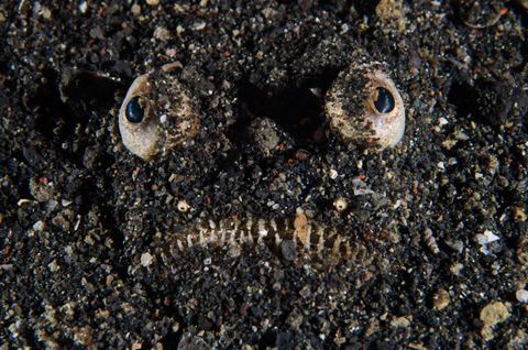 Lembeh Strait Indonesia