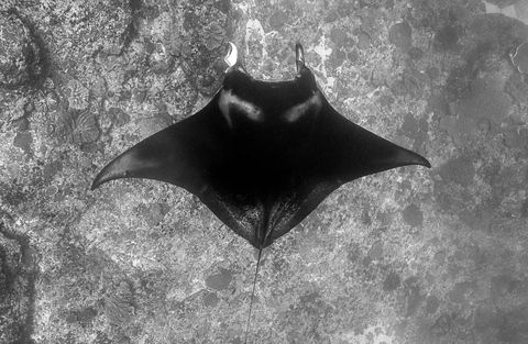 Gangehi North Kandu - manta cleaning station Maldives
