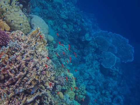 Abu Soma Paradise House Reef Egypt