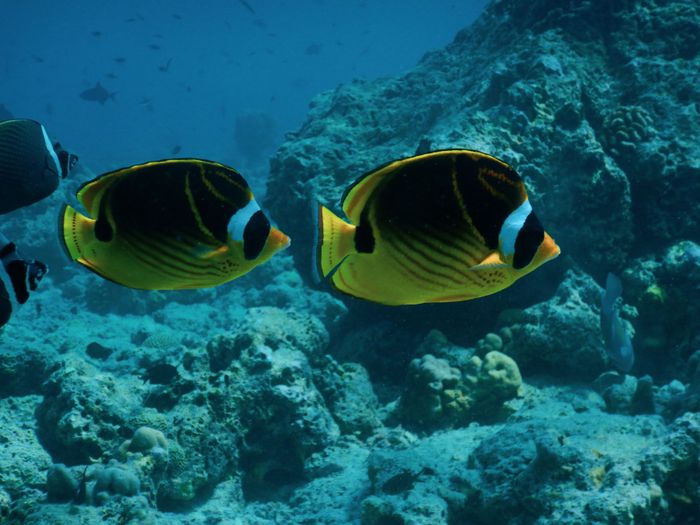 Two vivid raccoon butterflyfish swimming in the coral reefs of the Maldives.