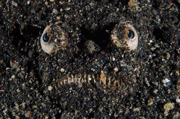 A flatfish expertly camouflaged on volcanic black sand, showcasing its unique survival tactics.