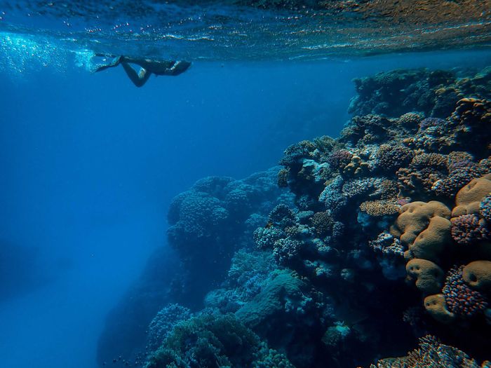 A scuba diver explores a vibrant coral reef teeming with marine life in deep blue ocean waters.