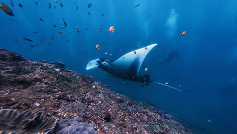 Manta Ridge Indonesia