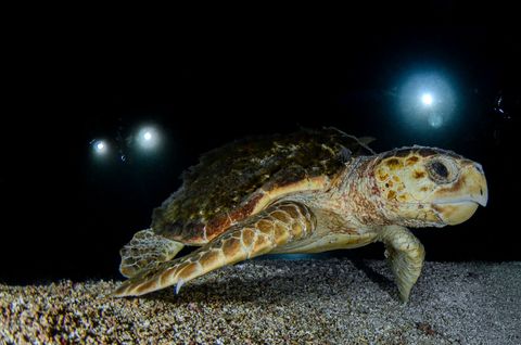 Keruo Night Dive Indonesia