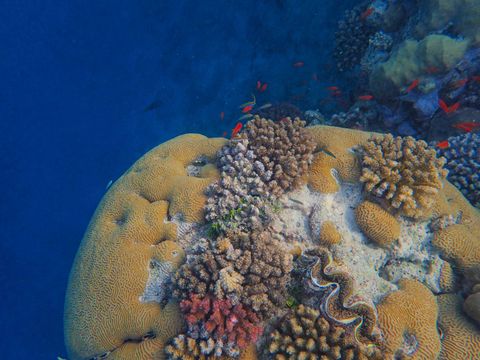 Ras Ghamila Reef Egito