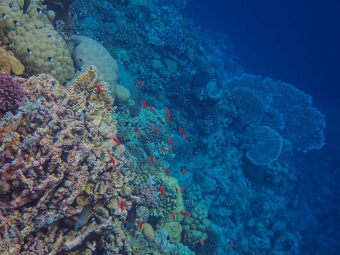 Colorful coral reef teeming with red fish in a vibrant underwater ecosystem.