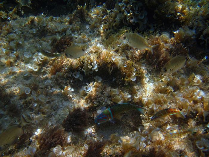 Vibrant marine life amidst seaweed in the Balearic Islands, Spain.