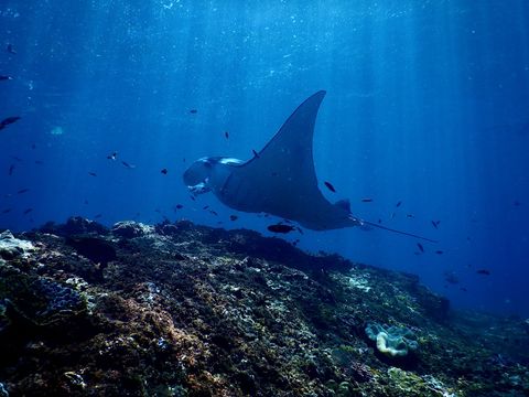 Sangalaki — Manta Channel Indonesia