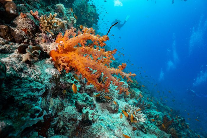 Colorful coral reef underwater with fish swimming in clear blue ocean.
