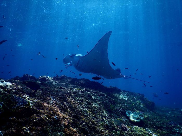 Large Mobula alfredi fish swimming under clear blue water of ocean near coral reefs on sunny day