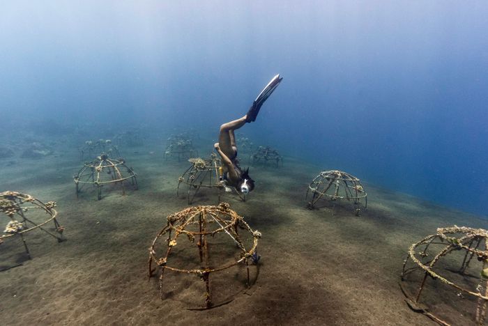 A woman dives gracefully amongst marine conservation structures underwater.