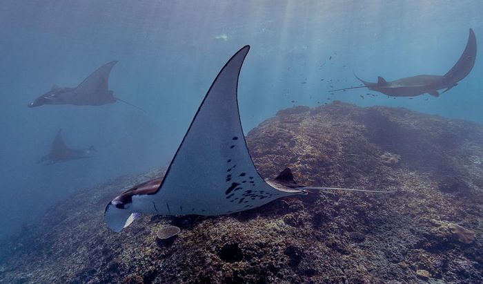 Discover the serene underwater world of manta rays gliding gracefully in Bali's ocean depths.