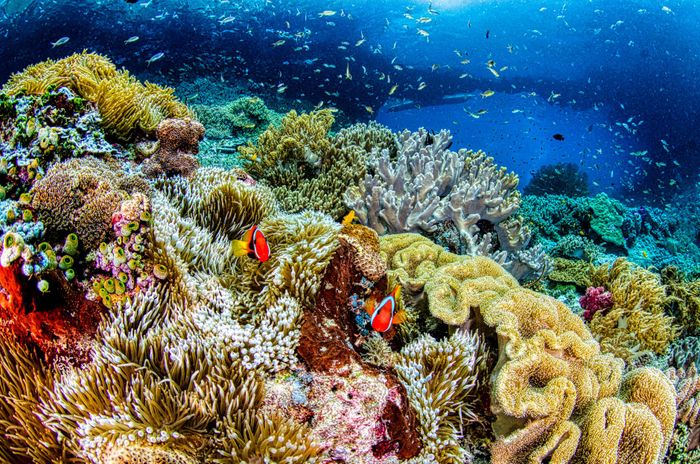 Explore the colorful coral reef ecosystem teeming with marine life in West Papua.