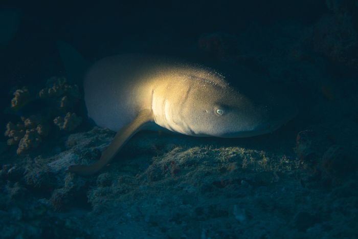 Close-up of a shark in the coral reefs of Maldives, illuminated underwater at night.