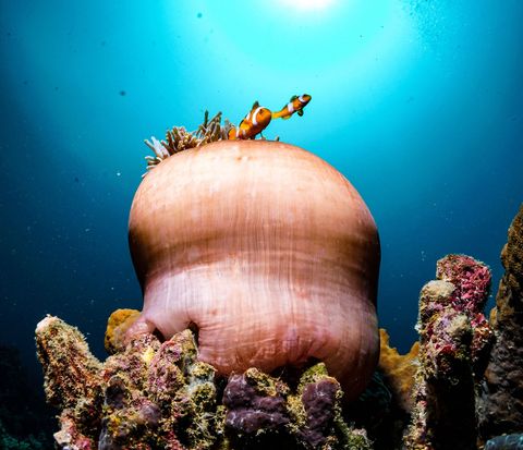 Nemo Egypt