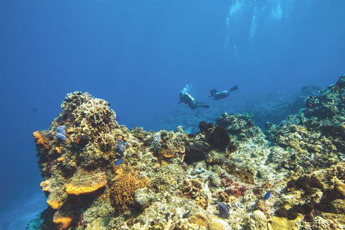 Two scuba divers explore vibrant coral reefs in clear ocean waters.