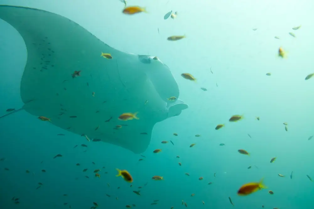 Emmadi Giri (Manta Point)