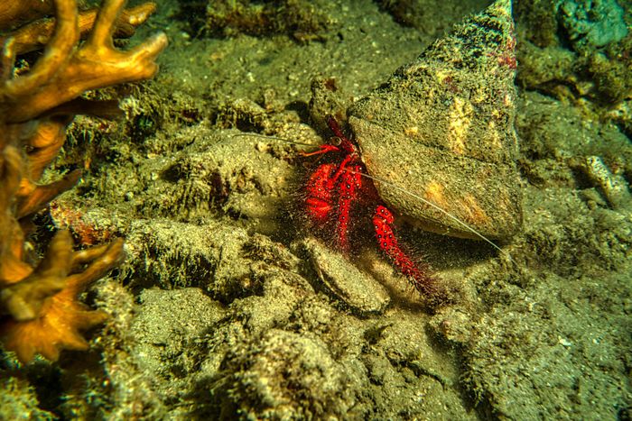 Close-up of a vivid hermit crab crawling across the ocean floor near Jakarta, Indonesia.