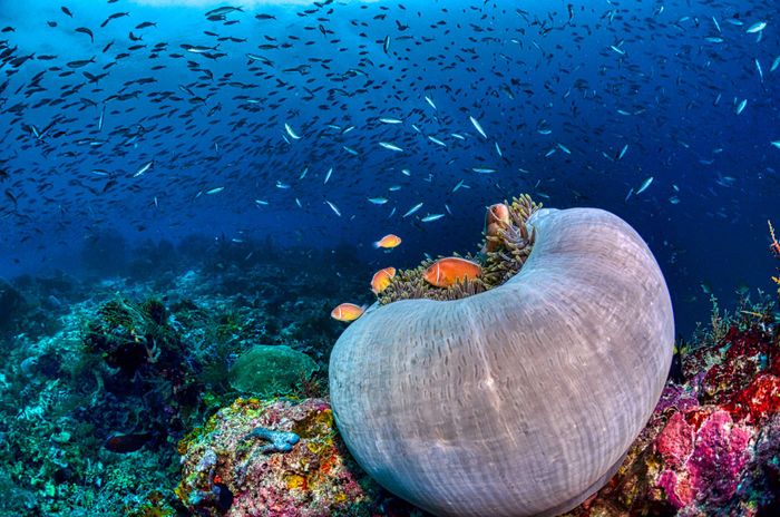 Underwater view of colorful coral reef with fish in West Papua, Indonesia.