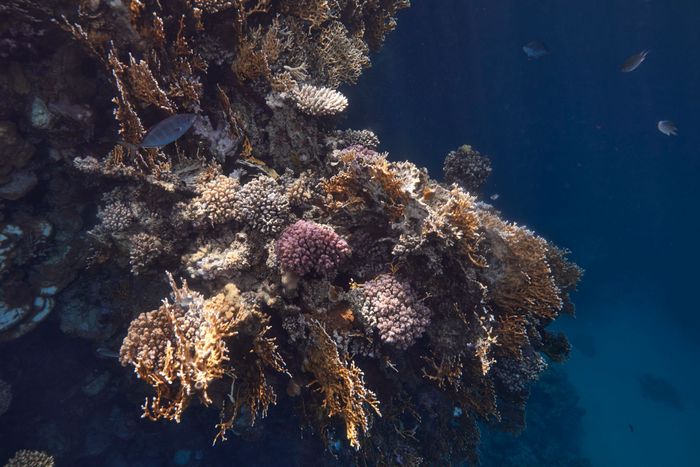 Explore the colorful coral reef underwater in Marsa Alam, Egypt's Red Sea.